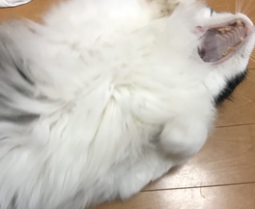 キャットシッター☆福岡市博多区 リン君②