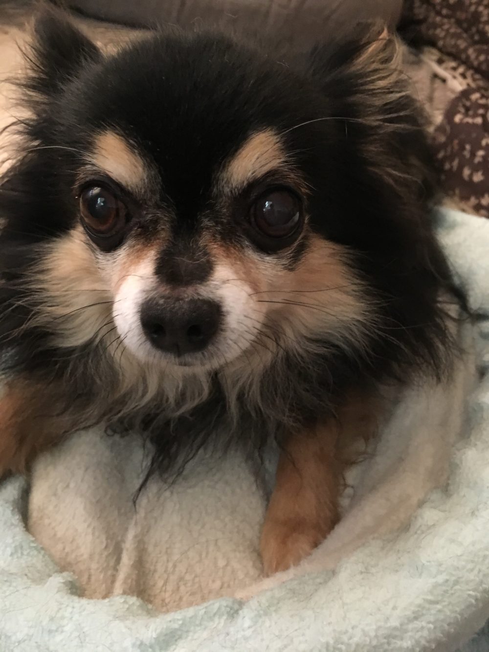 藤枝市チワワのウィルくんの飼い主様からの嬉しいメール