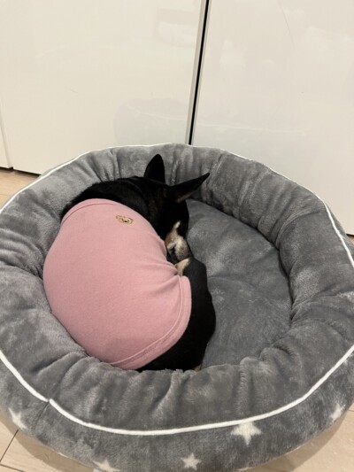 ミニピンちゃんのお散歩🐾&お世話🎶