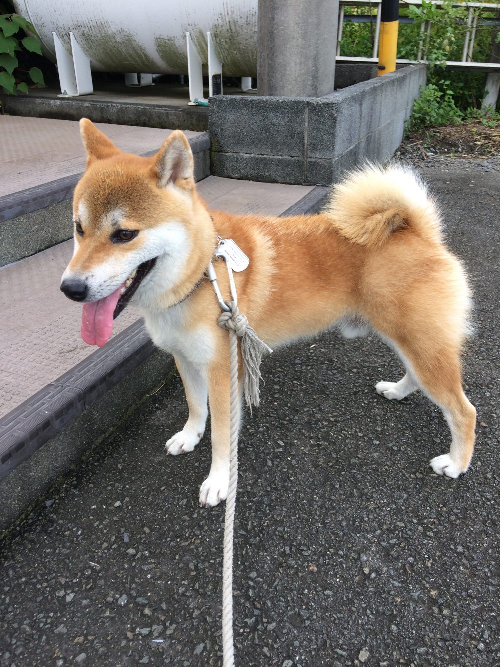 30.9.22焼津市小屋敷かぶ君のお世話2日目