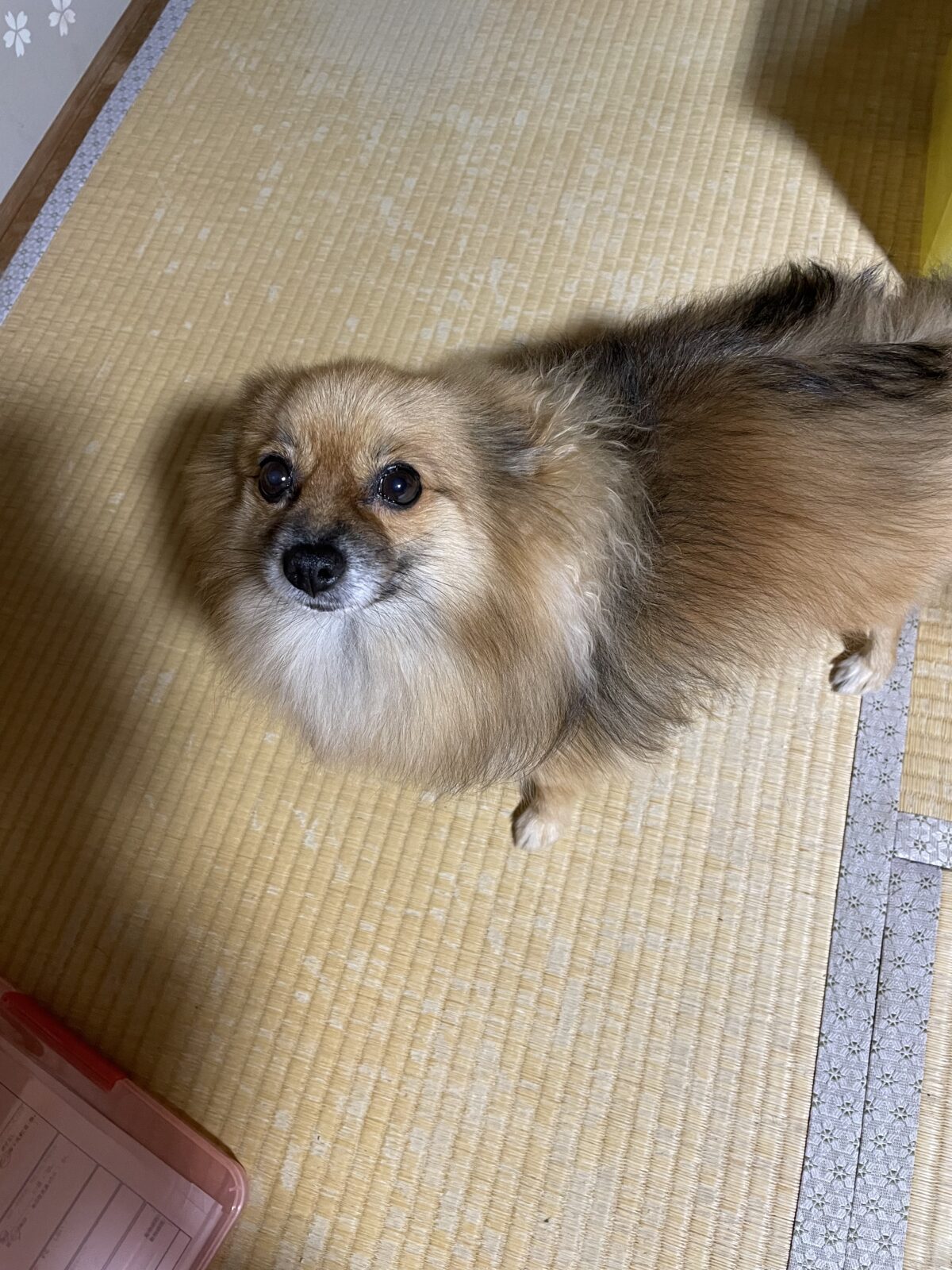 船橋市　すみれちゃんりんちゃんお世話報告