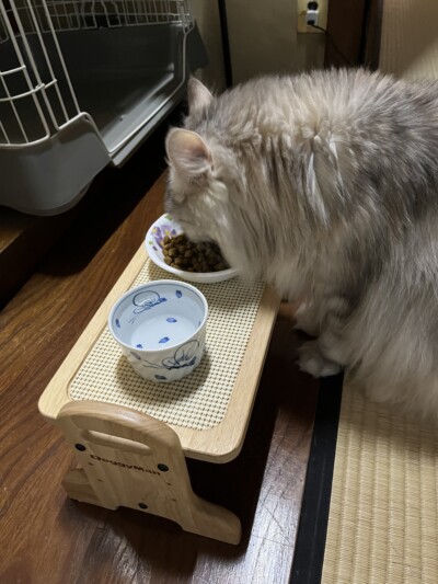 メインクーンちゃんのお世話