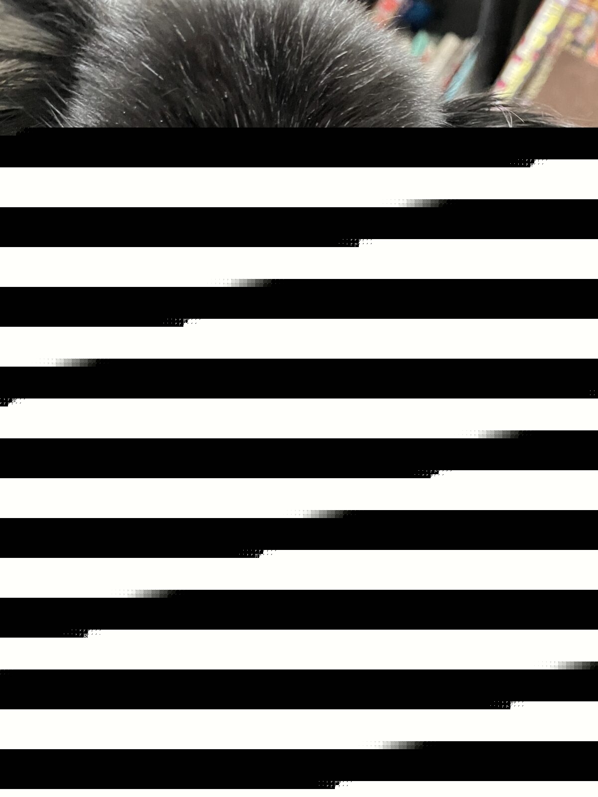 船橋市　コロンくん、みゃおみゃおちゃんお世話報告