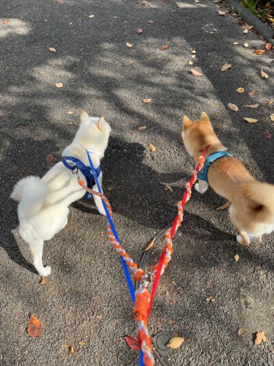 豆柴兄弟のお世話🐕🐕