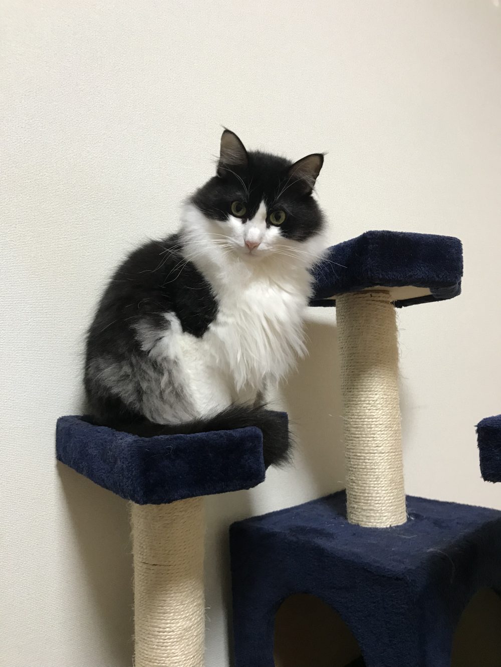 キャットシッター☆博多区 住吉 リン君 主様より