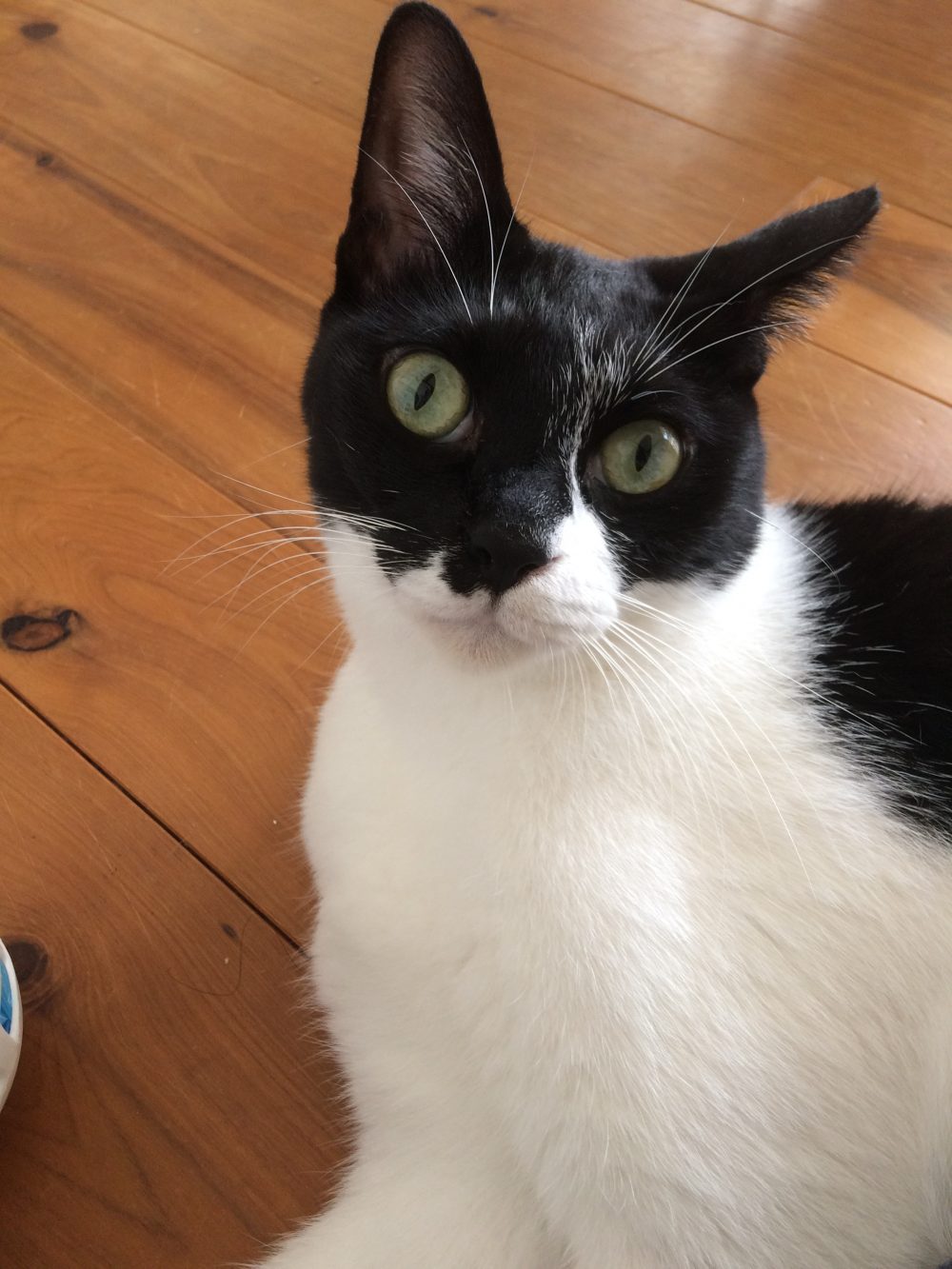 30.8.28 藤枝市岡部町 猫8匹のお世話2日目