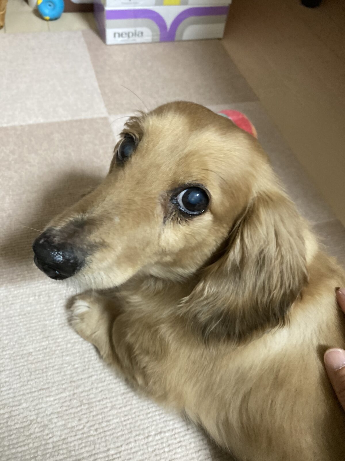 R3.6.26島田市ミニチュアダックスロールちゃん