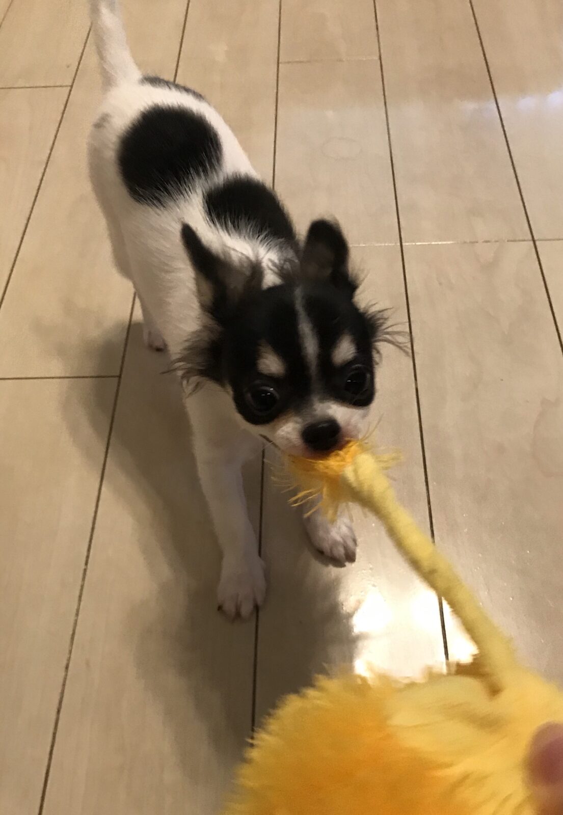 ペットシッター☆福岡市中央区 チワワ まるちゃん②