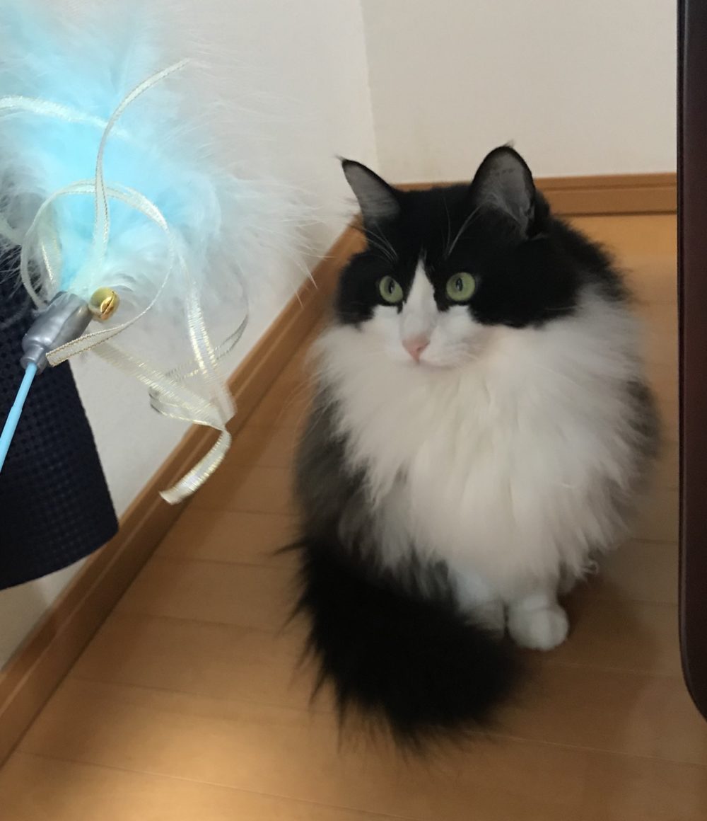 キャットシッター☆福岡市博多区 リン君③