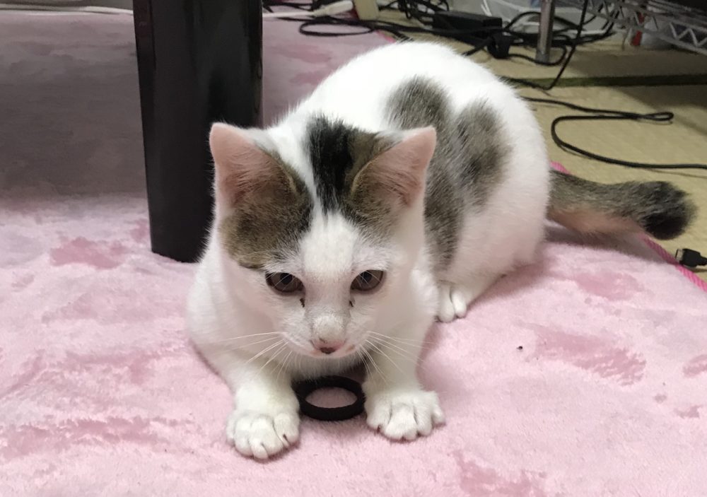 キャットシッター☆福岡市博多区 おむすび君②