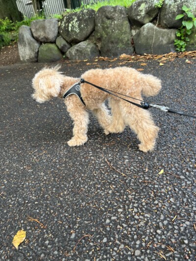 シニア トイプードルのお世話