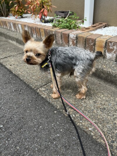 ヨーキーちゃんのお世話🐾