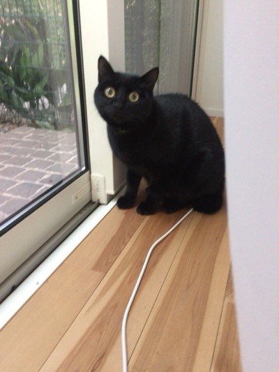 クロちゃんのお世話🐈