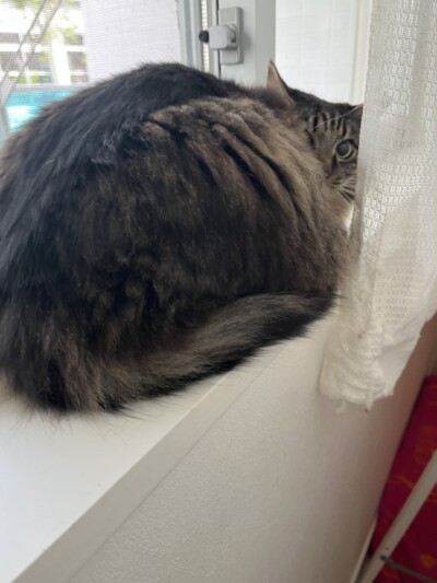 猫ちゃんのカウンセリング🐈‍⬛