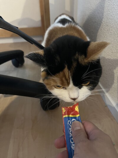 マンチカンちゃんのカウンセリング🎶