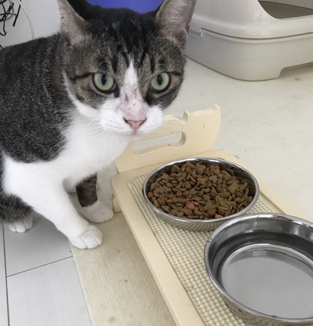 キャットシッター☆福岡市博多区 元保護猫②