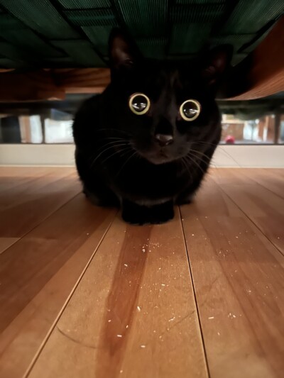 黒ネコちゃんのお世話🐈‍⬛