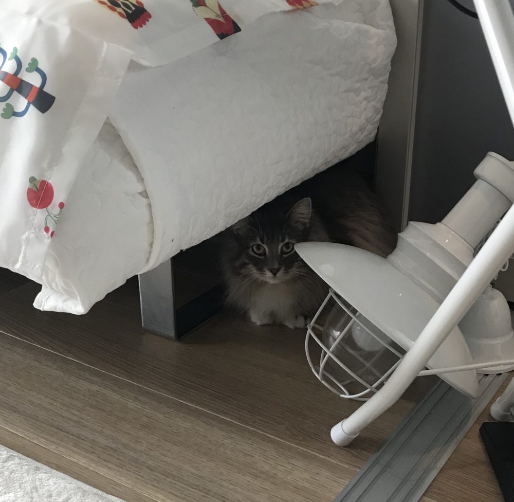 キャットシッター☆福岡市中央区 ノルウェージャンフォレストキャットの狐次郎君④