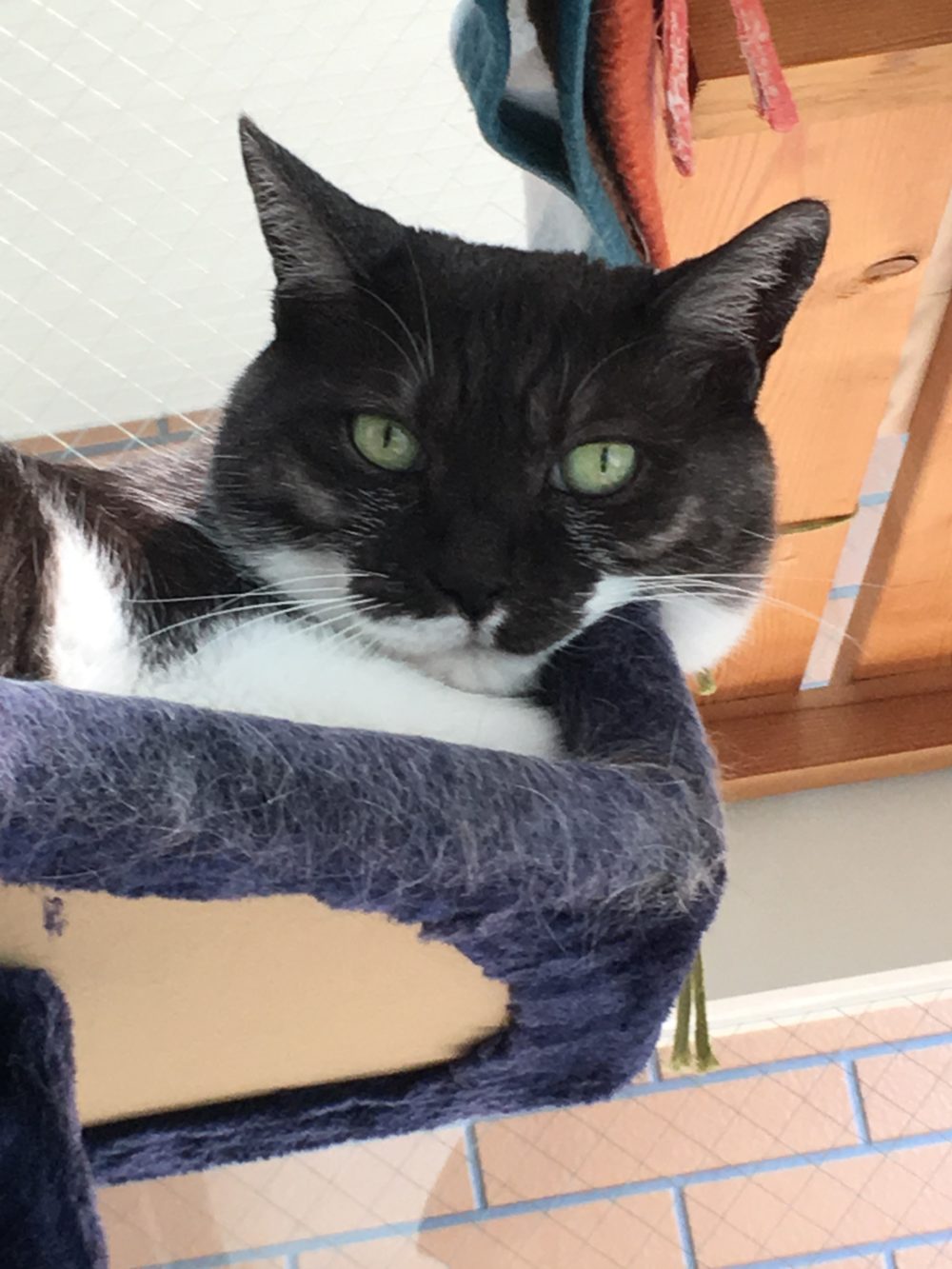 R.1.8.11〜25藤枝市音羽町のラブちゃん