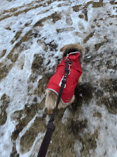 ノーフォークテリアちゃんのお世話🐾