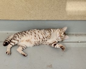 猫のお世話　藤沢市