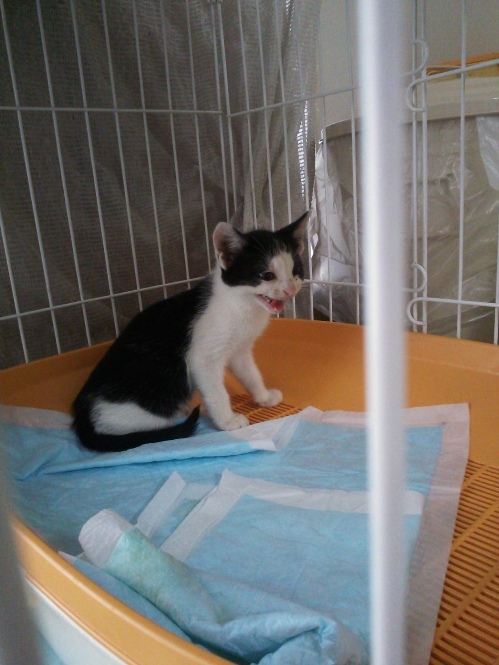 船橋・八千代市近郊の皆様