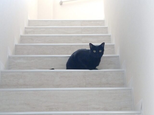 可愛い三にゃんのお世話に行かせていただきました☺️