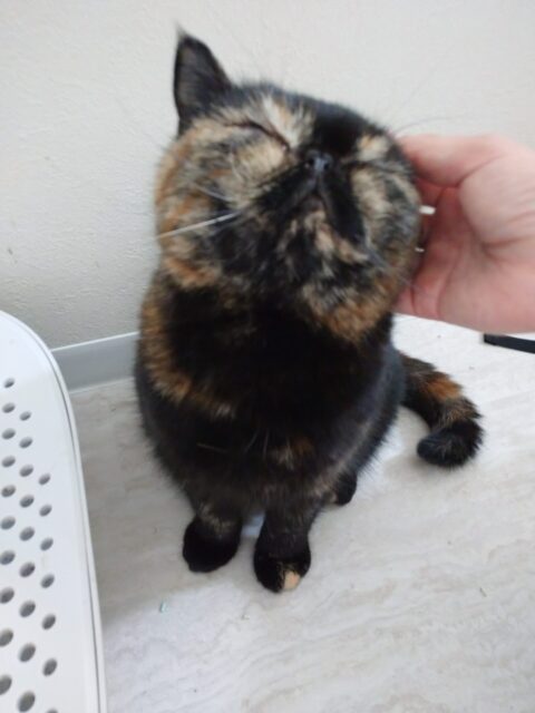 可愛い三にゃんにまた会いに行かせていただきました☺️