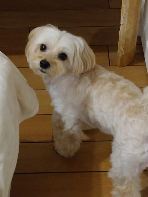 ぷーちゃんぽぽちゃん☺️