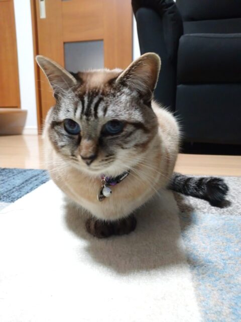 仲良く３にゃん🎵