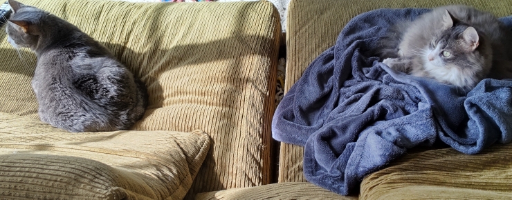 猫のお世話　鎌倉市