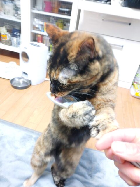 人懐っこいお天ちゃん❤️