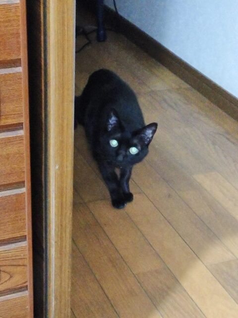 頑張ったね  みぃちゃん  「尼崎市」