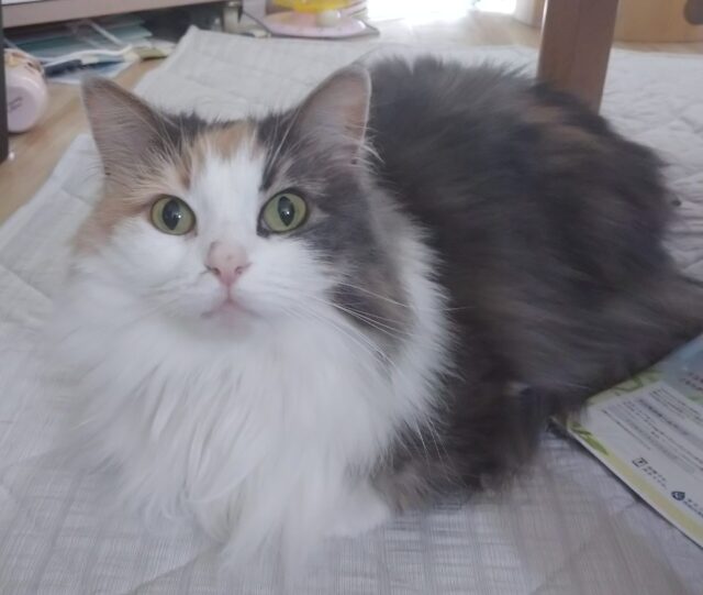 「尼崎市」おっとり小春ちゃん(⁠◍⁠•⁠ᴗ⁠•⁠◍⁠)⁠❤