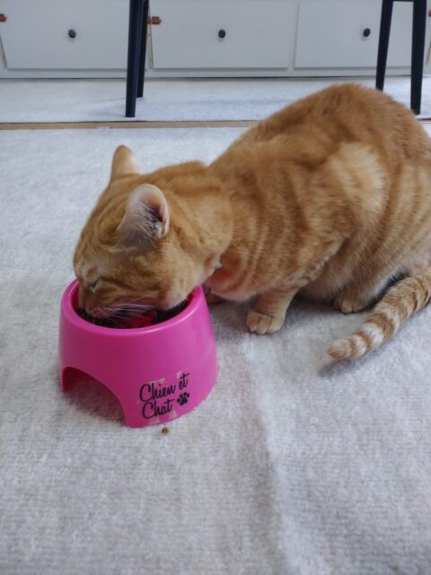 「西宮市」可愛い3にゃん❤️