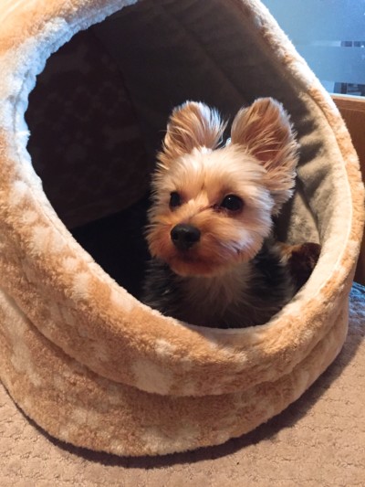 ゴンちゃんのお世話