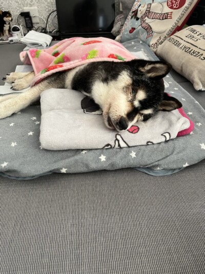 シニア犬のカウンセリング