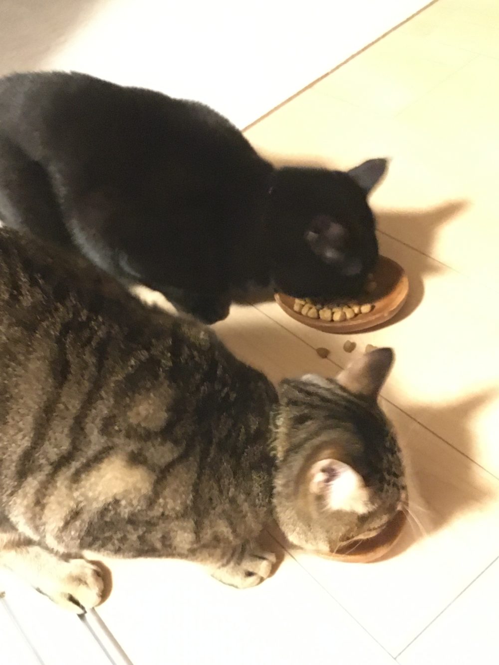 R1.12.31〜R2.1.1藤枝市2匹のニャンズ