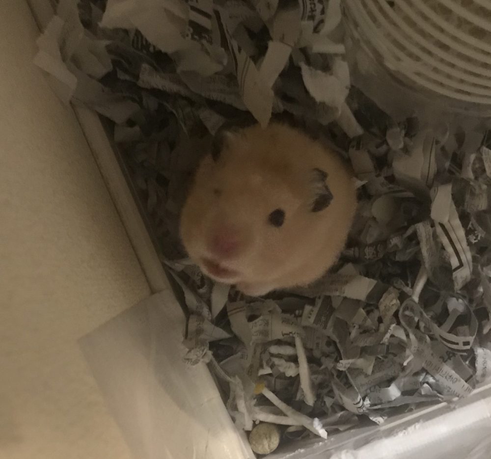 ペットシッター☆福岡市博多区 ハム助君①