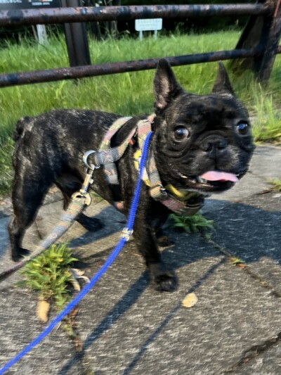 フレブルちゃんのお散歩🐾