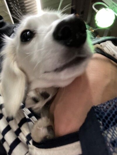 パピーワンちゃんのお散歩&お世話