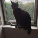 猫ちゃんのお世話♪