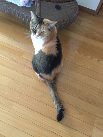 はじめてのお留守番🐈🐈