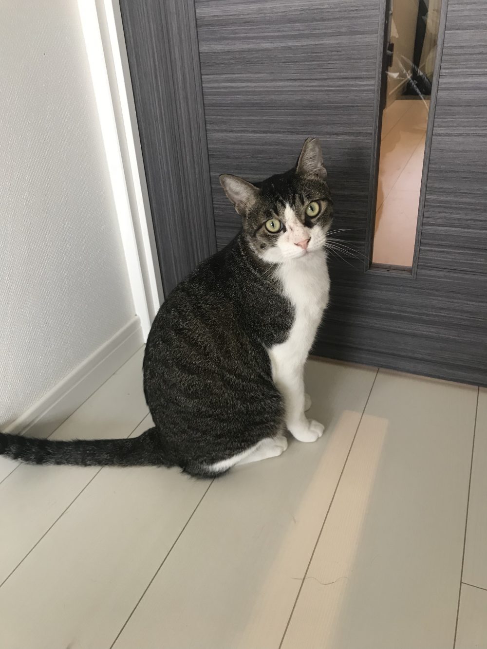 キャットシッター☆福岡市博多区 元保護猫①