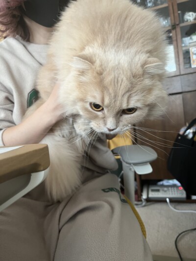 猫ちゃんのカウンセリング