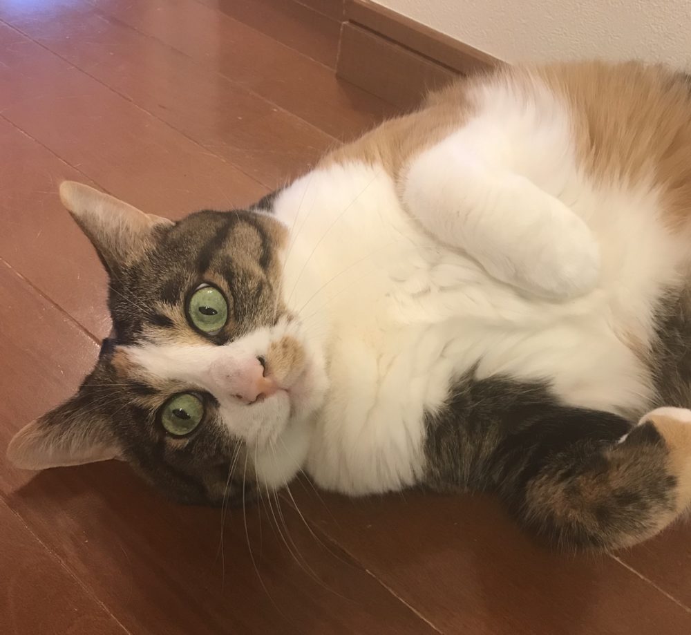 キャットシッター☆福岡市中央区 エンジェルちゃんとミラクル君⑥