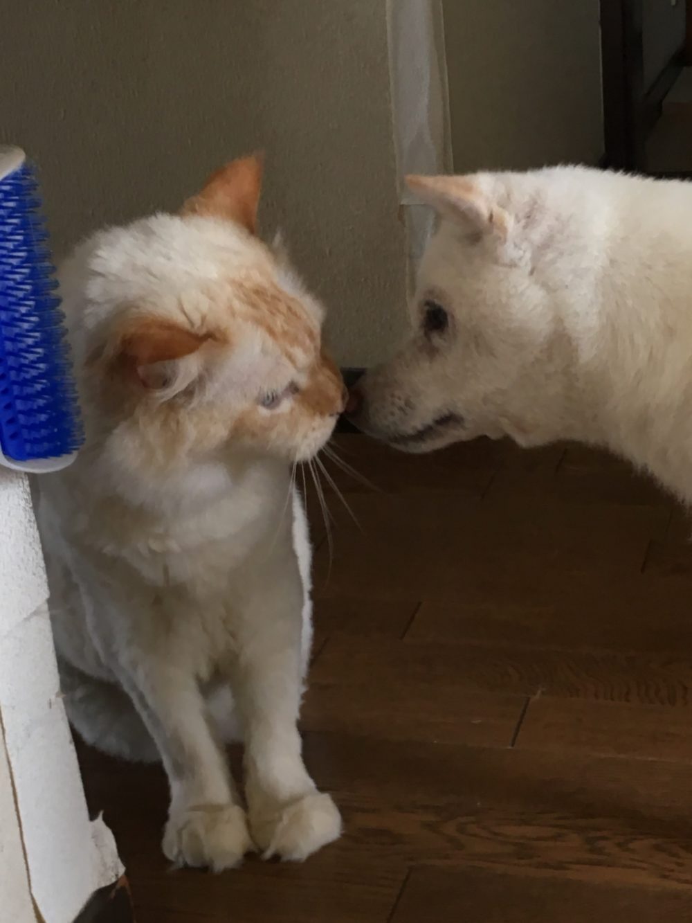 日和ちゃんとしぃくんの飼い主様より嬉しいメール