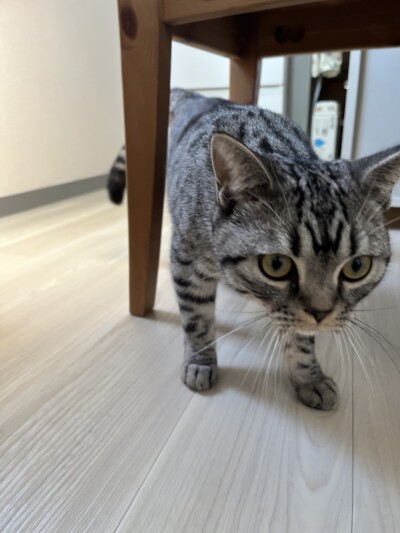 パピー猫ちゃん カウンセリング🎶