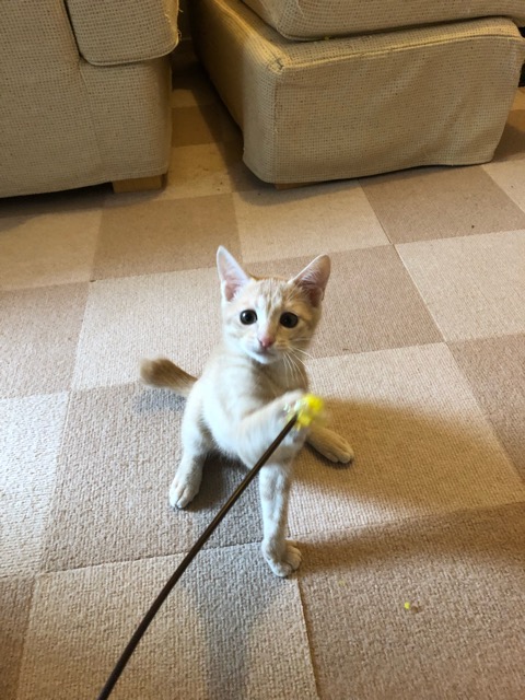 キャットシッター☆福岡市博多区 子猫の兄弟⑤