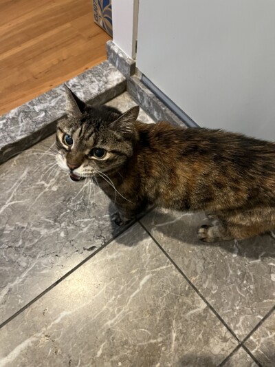 シニア猫さんのお世話🐈‍⬛